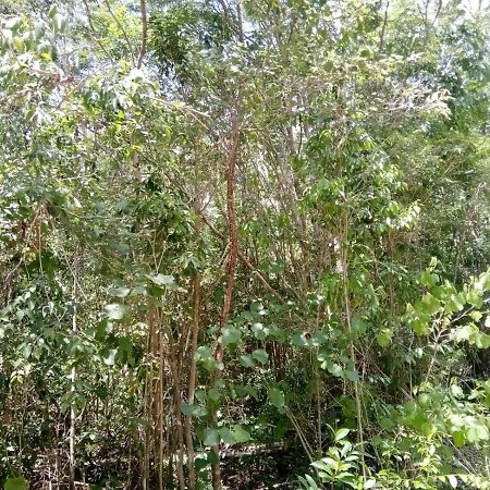 Ecolodge Uh May Francisco Uh May 外观 照片