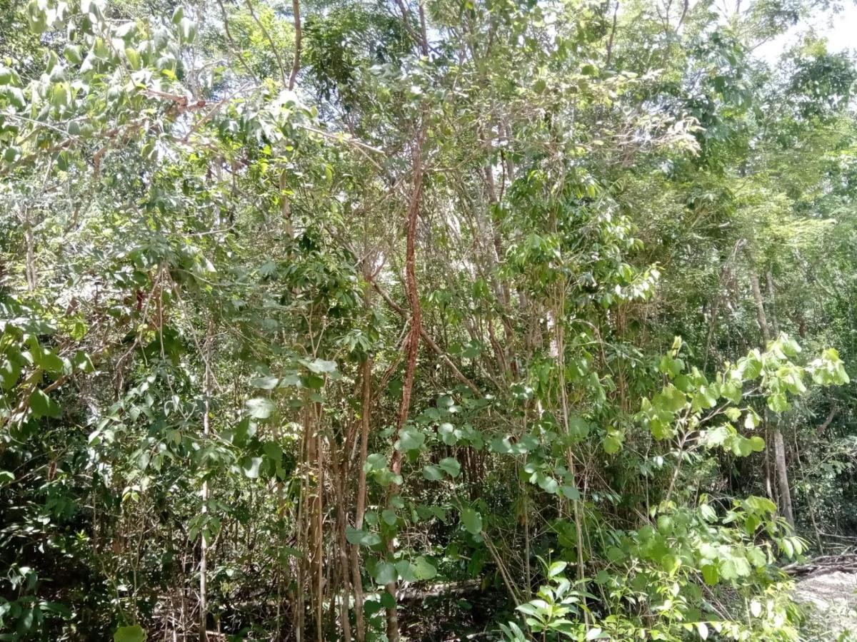 Ecolodge Uh May Francisco Uh May 外观 照片