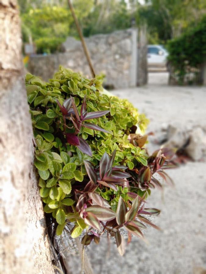 Ecolodge Uh May Francisco Uh May 外观 照片